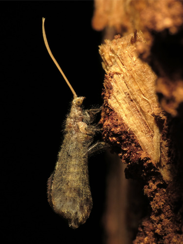 Berothidae
