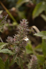 Lepidagathis cuspidata
