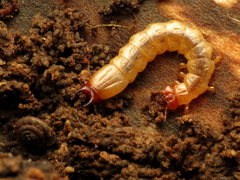 Dendroides canadensis