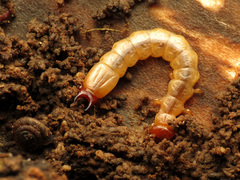Dendroides canadensis
