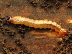 Dendroides canadensis