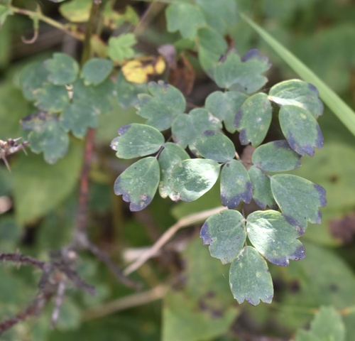 Image of Thalictrum venulosum by (c) Eric Lamb, some rights reserved (CC BY)
