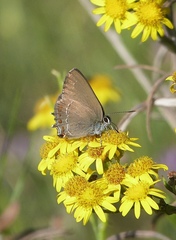 Satyrium esculi