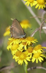 Satyrium esculi