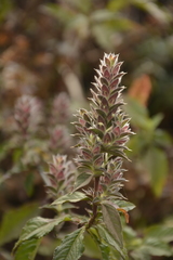 Lepidagathis cuspidata