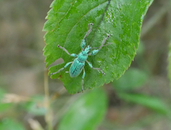 Phyllobius arborator