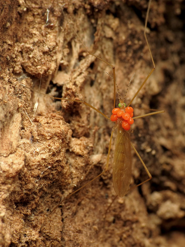 Atarba picticornis photo 3