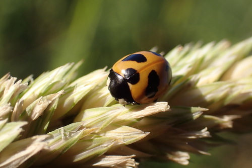 Coccinella nivicola