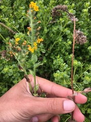 Amsinckia spectabilis