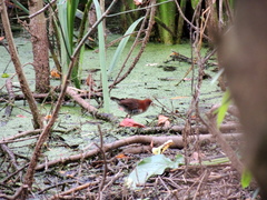 Laterallus leucopyrrhus