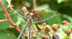 Sympetrum madidum