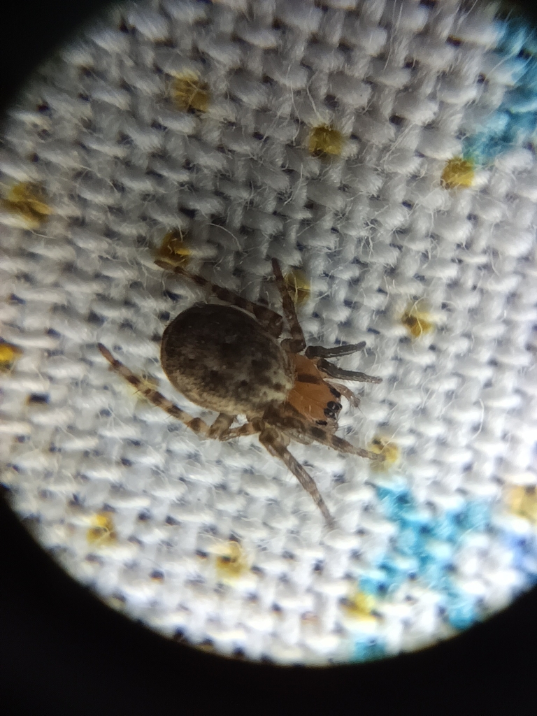 orb weavers