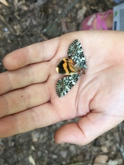 Catocala connubialis