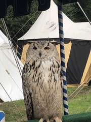 Bubo