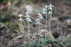 Goodyera schlechtendaliana