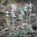 Goodyera schlechtendaliana - Photo (c) Lee, seong-won, some rights reserved (CC BY-NC), uploaded by Lee, seong-won