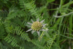 Knautia collina