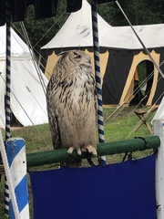 Bubo