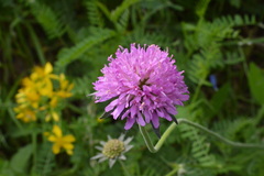 Knautia collina