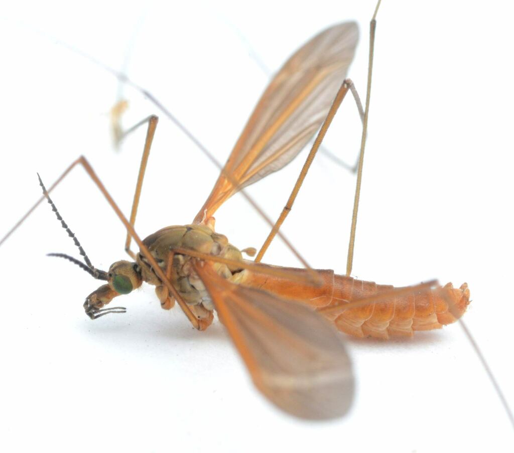 Angarotipula