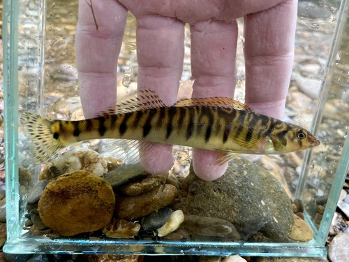 Mobile Logperch