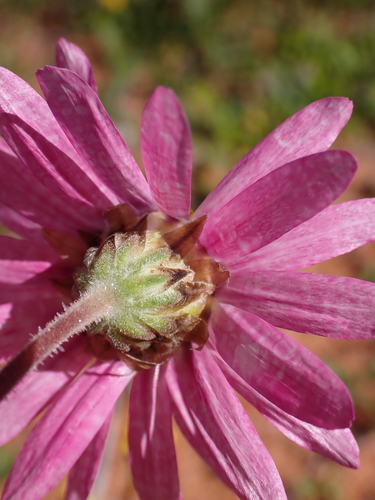 Image of Lawrencella davenportii by (c) Nina Kerr, some rights reserved (CC BY)