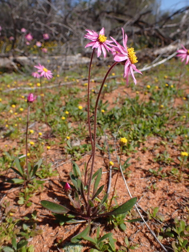 Image of Lawrencella davenportii by (c) Nina Kerr, some rights reserved (CC BY)