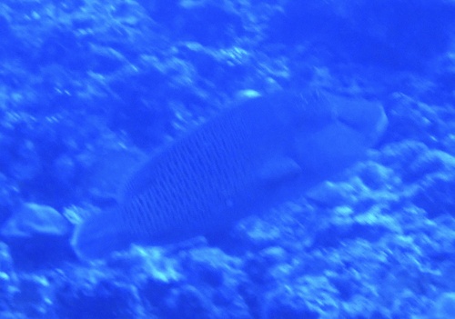 Napoleon Wrasse — seen at this dive site