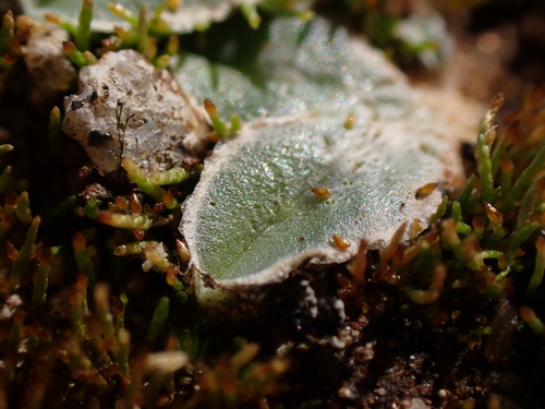 Image of Riccia lamellosa by (c) Nina Kerr, some rights reserved (CC BY)