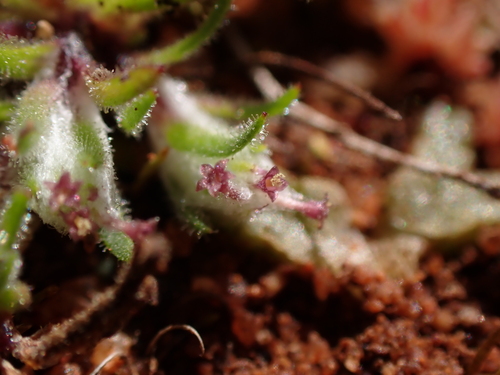 Image of Millotia perpusilla by (c) Nina Kerr, some rights reserved (CC BY)