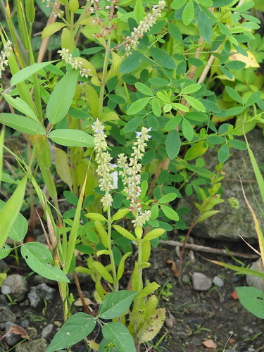 Image of Salvia plebeia by no rights reserved