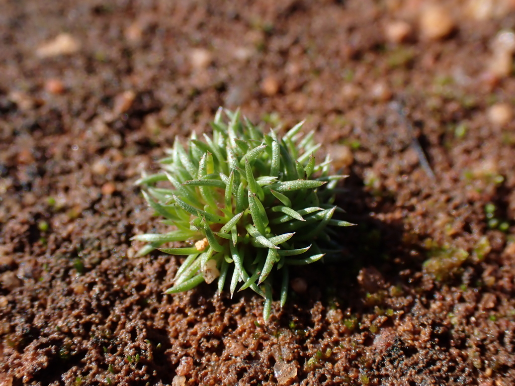 Centrolepis cephaloformis