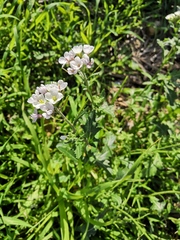 Diplotaxis erucoides