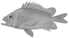 Straighthead Soldierfish photo 1