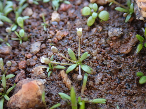Image of Mudmat (Glossostigma diandrum) by (c) Nina Kerr, some rights reserved (CC BY)