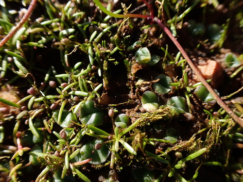 Image of Glossostigma diandrum by (c) Nina Kerr, some rights reserved (CC BY)