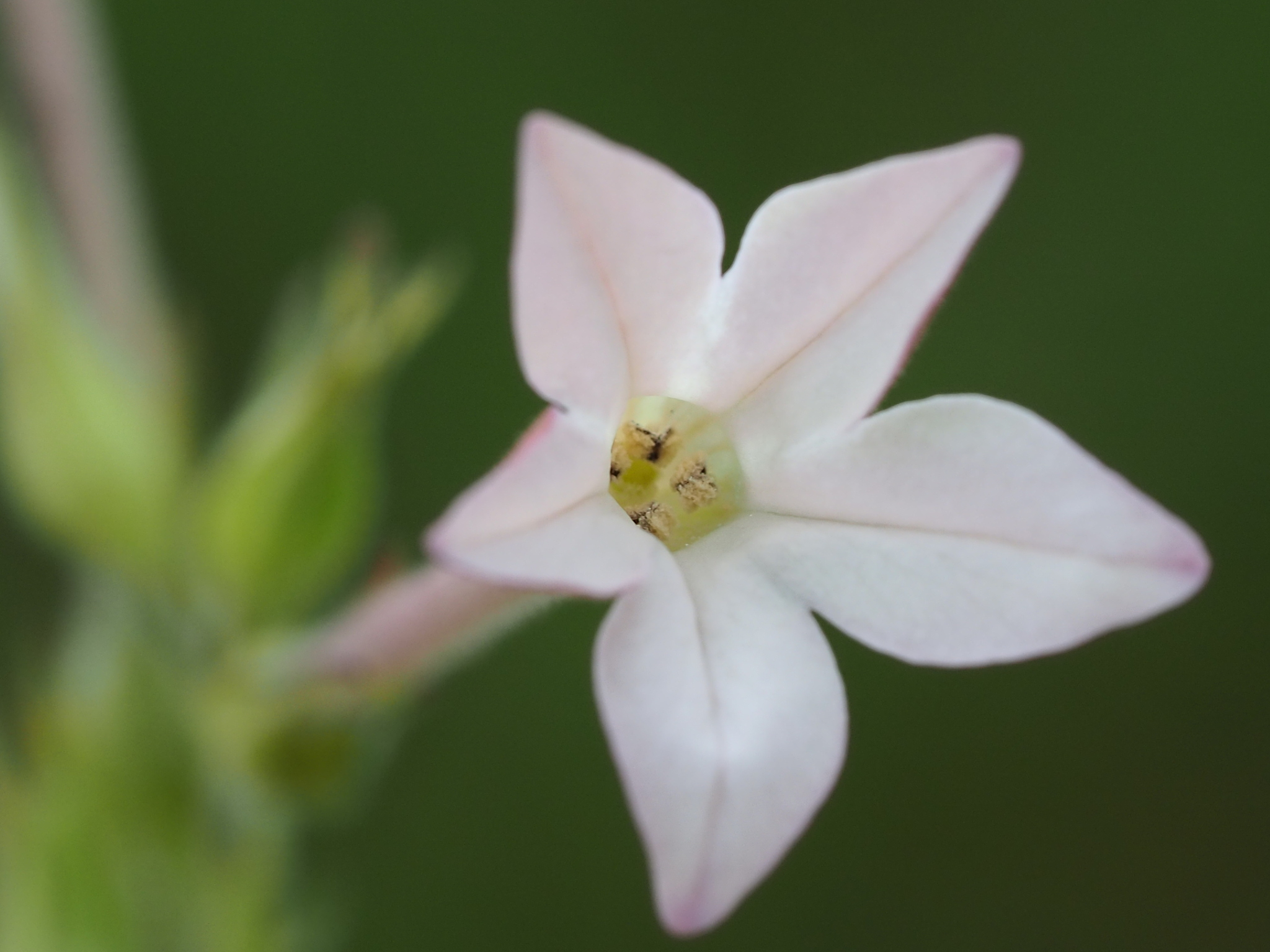 Nicotiana