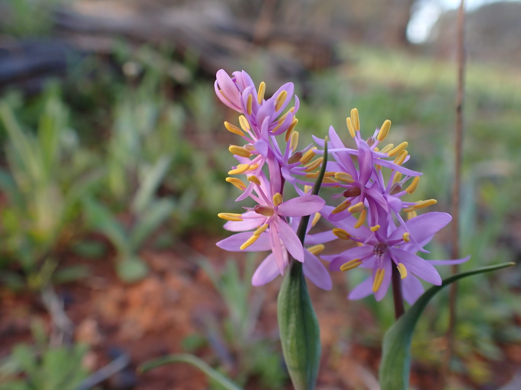 Wurmbea flavanthera (Wurmbea flavanthera)