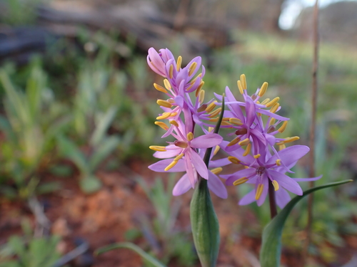 Wurmbea flavanthera (Wurmbea flavanthera)