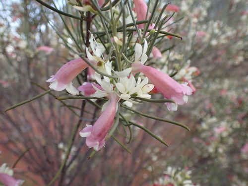 Image of Eremophila oppositifolia by (c) Nina Kerr, some rights reserved (CC BY)