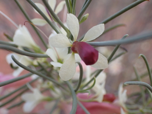 Image of Eremophila oppositifolia by (c) Nina Kerr, some rights reserved (CC BY)