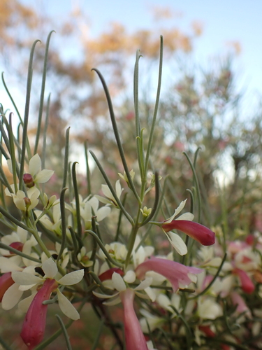 Image of Eremophila oppositifolia by (c) Nina Kerr, some rights reserved (CC BY)