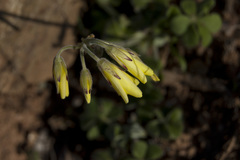 Oxalis pes-caprae sericea