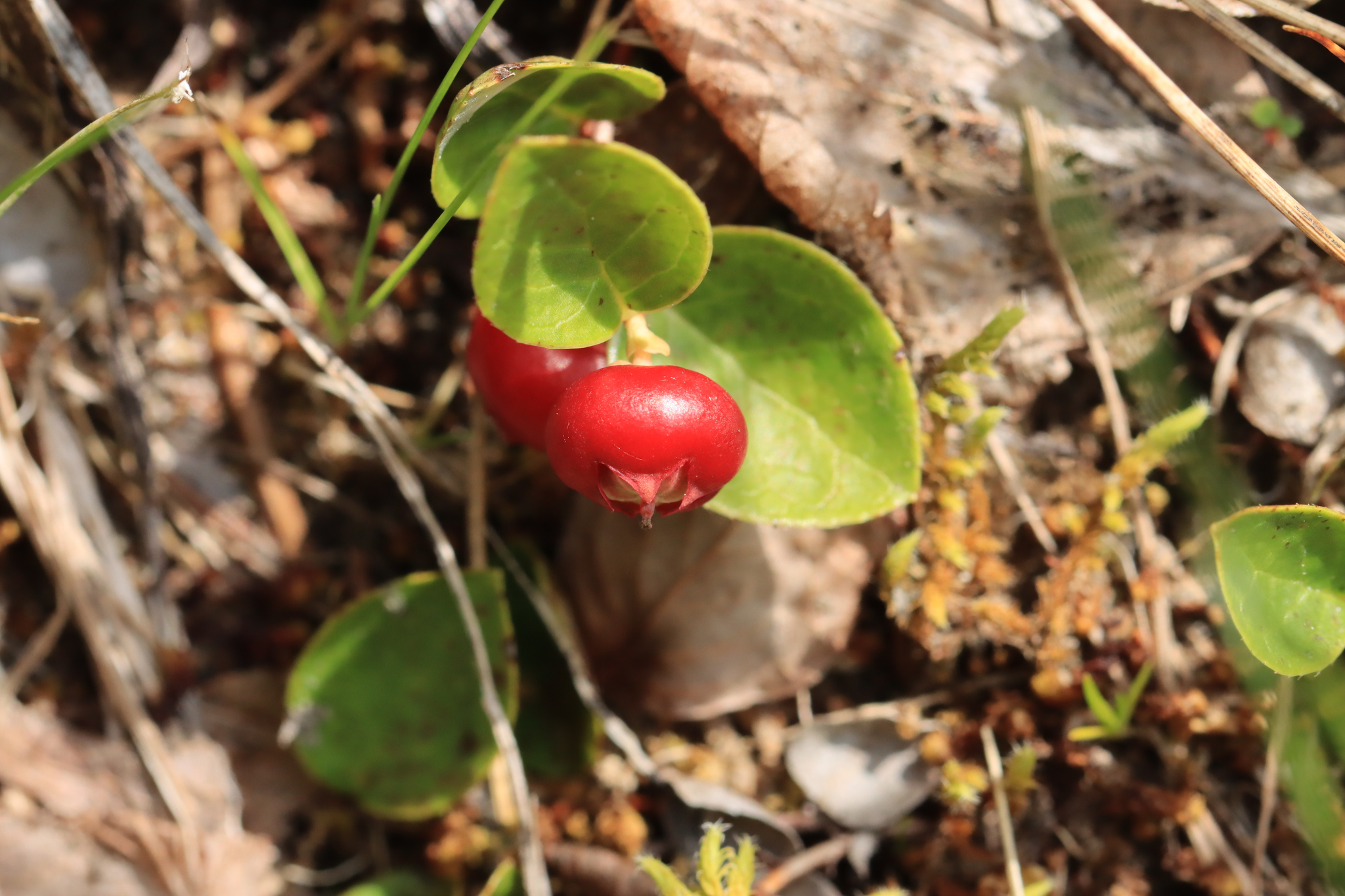 Imagem de Gaultheria humifusa não possui um nome popular amplamente reconhecido no Brasil