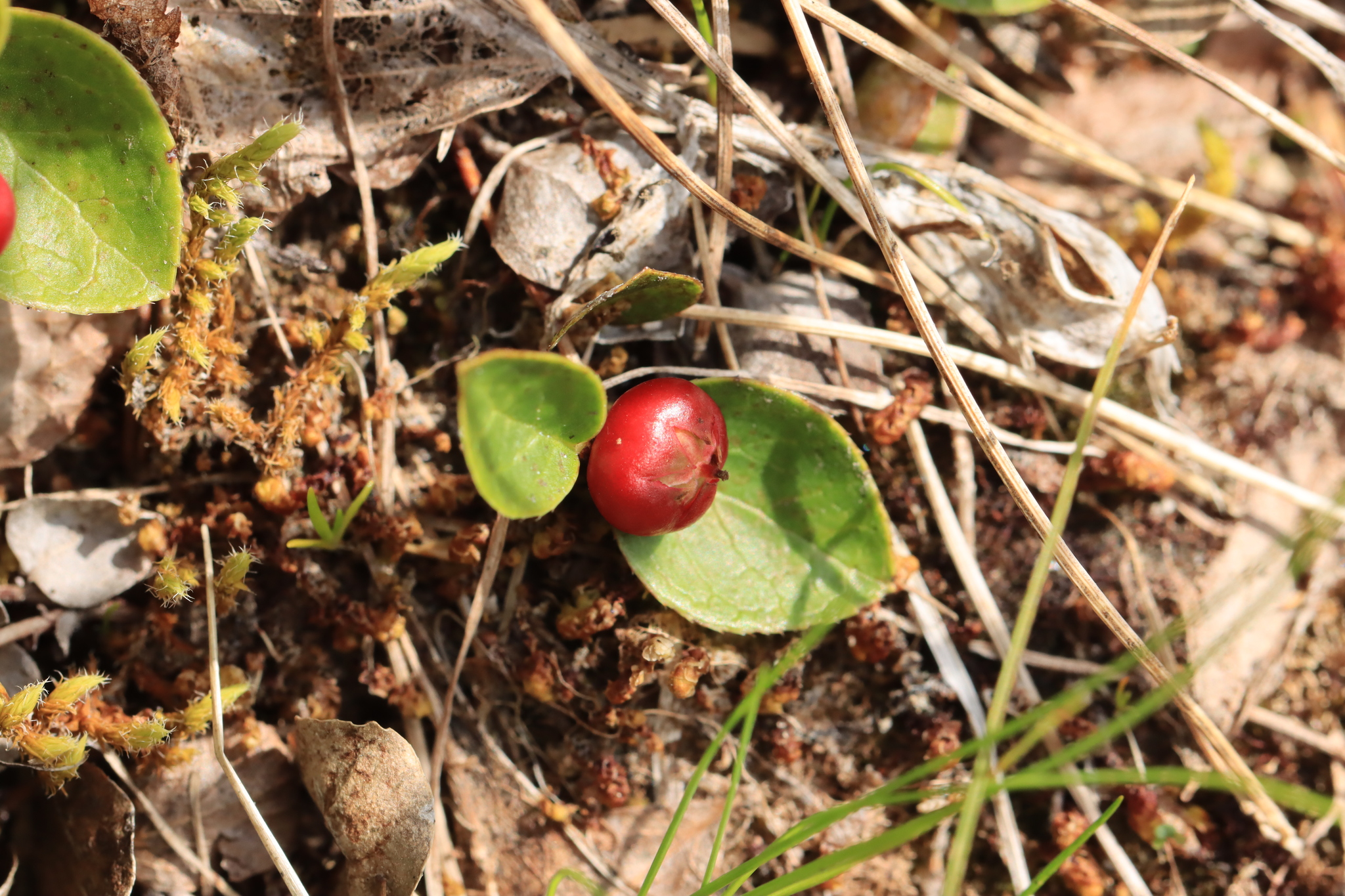 Imagem de Gaultheria humifusa não possui um nome popular amplamente reconhecido no Brasil