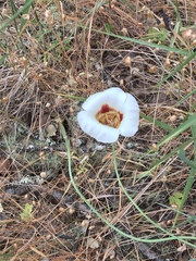 Calochortus vestae