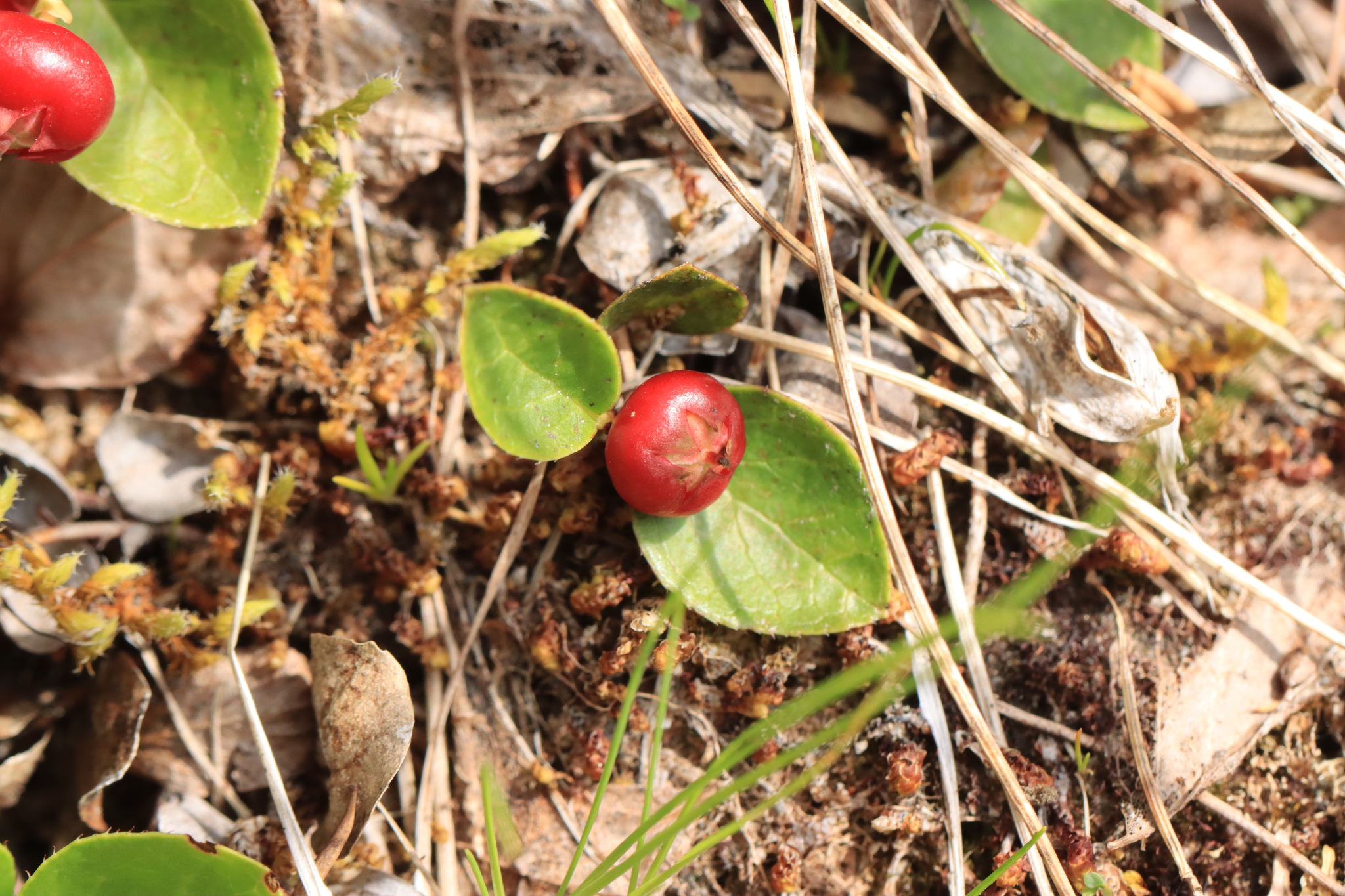 Imagem de Gaultheria humifusa não possui um nome popular amplamente reconhecido no Brasil