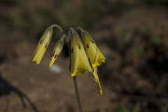 Oxalis pes-caprae sericea