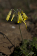 Oxalis pes-caprae sericea