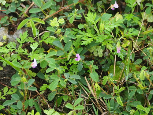 Image of Grona heterophylla by no rights reserved